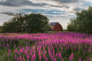 Wooden house with flower meadow, Vesteralen, Norway, Scandinavia Wooden house with flower meadow, Vesteralen, Norway, Scandinavia